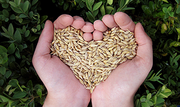 Händepaar, die Getreidekörner halten in Form eines Herzens